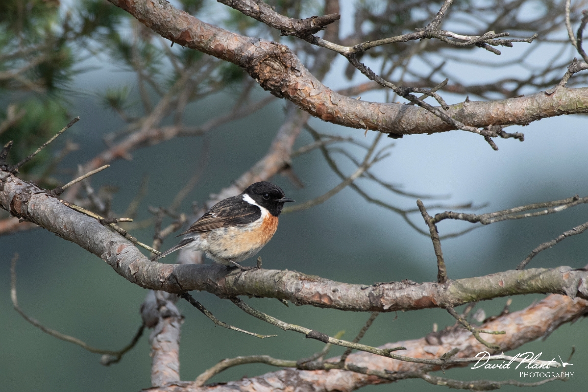 David Plant Photography - Wildlife Photography - Stonechat - L.jpg - Stonechat, male - Surrey