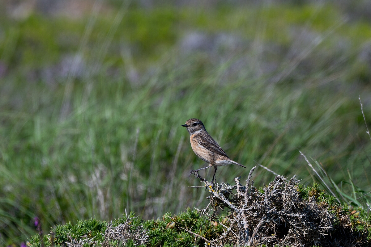 David Plant Photography - Wildlife Photography - Stonechat - M.jpg - Stonechat, female - Cornwall
