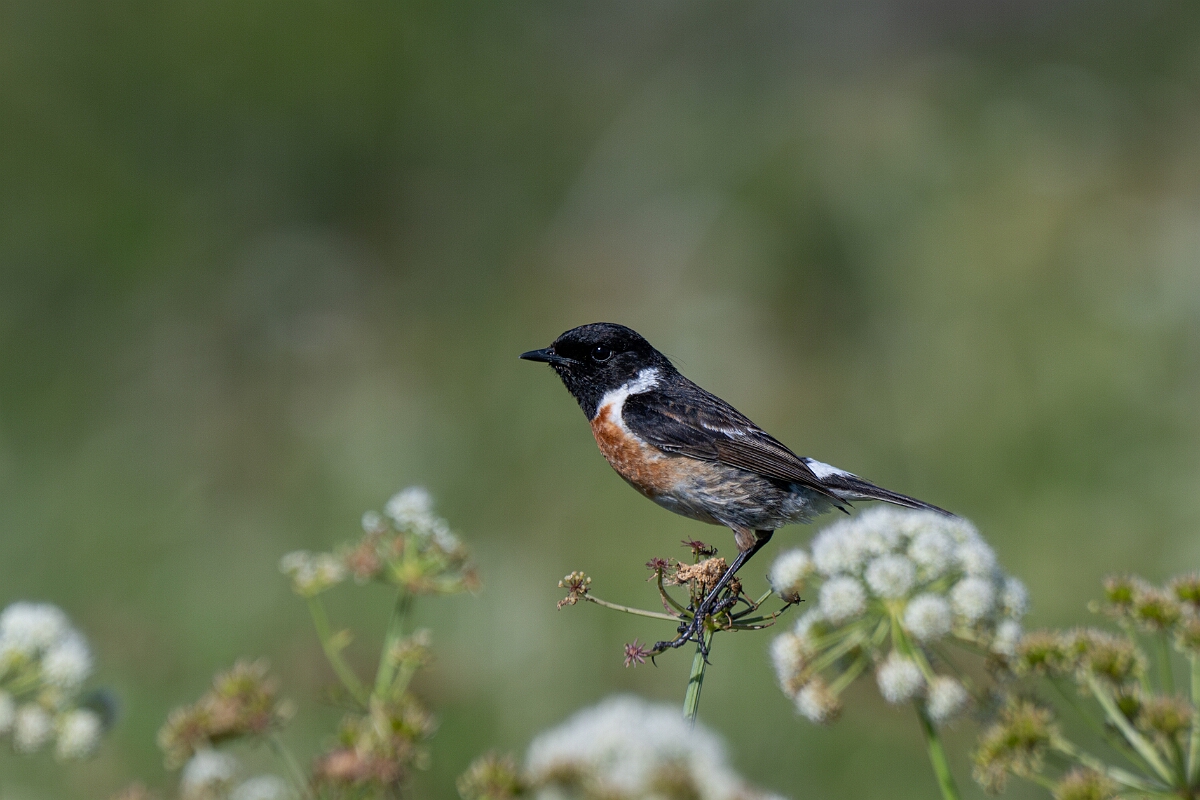 David Plant Photography - Wildlife Photography - Stonechat - P.jpg - Stonechat, male - Cornwall
