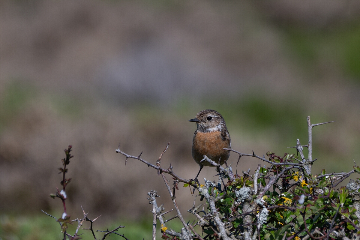 David Plant Photography - Wildlife Photography - Stonechat - Q.jpg - Stonechat, female - Cornwall