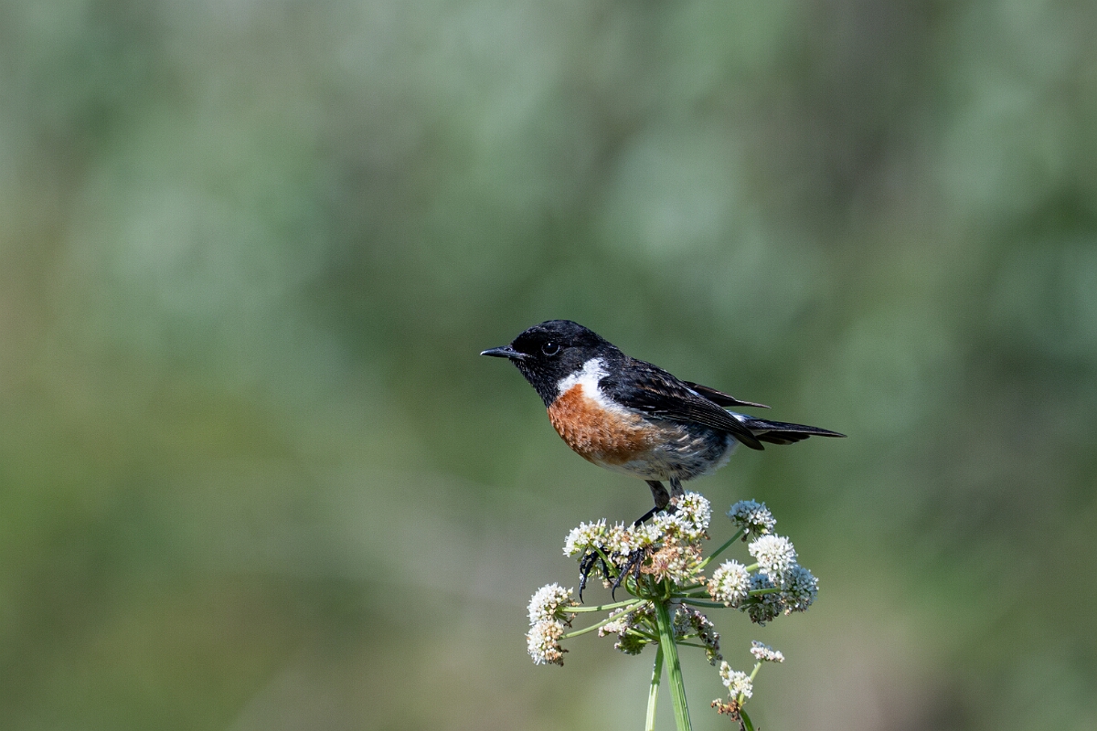 David Plant Photography - Wildlife Photography - Stonechat - R.jpg - Stonechat, male - Cornwall