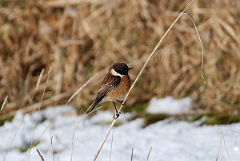 David Plant Photography - Wildlife Photographer - Stonechat male - B