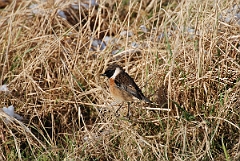 David Plant Photography - Wildlife Photographer - Stonechat male - C