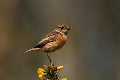 David Plant Photography - Wildlife Photography - Stonechat - D