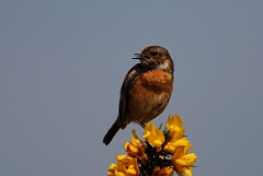 David Plant Photography - Wildlife Photography - Stonechat - E
