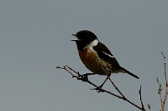 David Plant Photography - Wildlife Photography - Stonechat - F