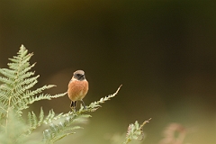David Plant Photography - Wildlife Photography - Stonechat - G