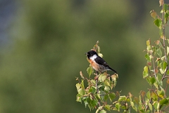 David Plant Photography - Wildlife Photography - Stonechat - I