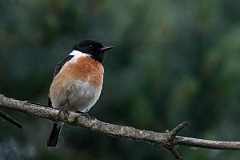 David Plant Photography - Wildlife Photography - Stonechat - K