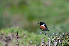 David Plant Photography - Wildlife Photography - Stonechat - N