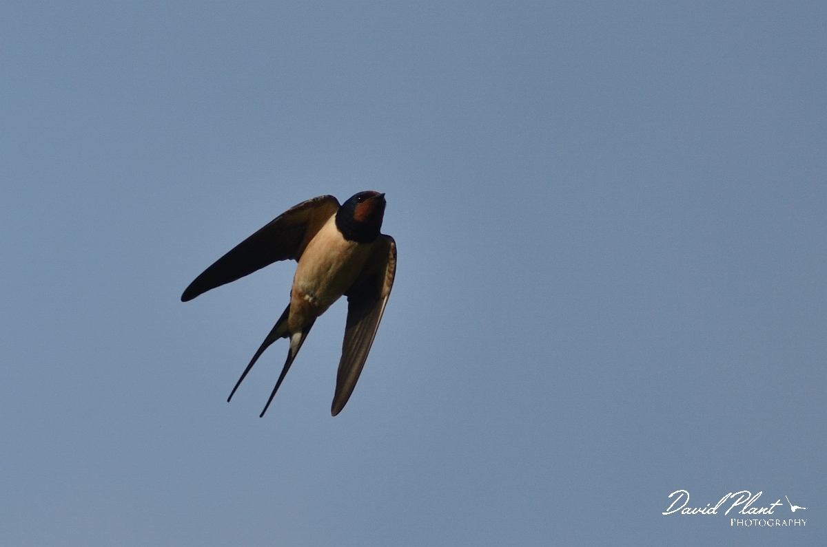 David Plant Photography - Wildlife Photography - Swallow - A.jpg - Swallow in flight - Oxfordshire