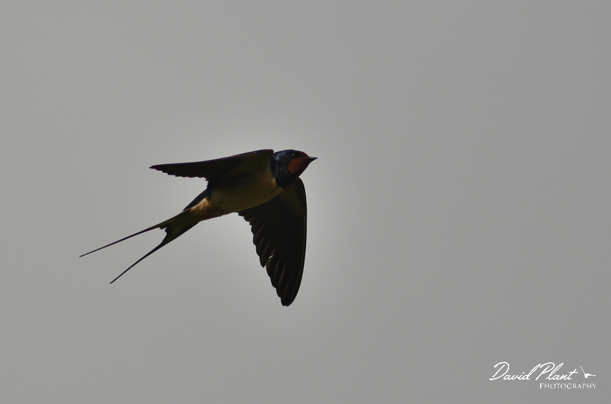 David Plant Photography - Wildlife Photography - Swallow - B.jpg - Swallow in flight - Oxfordshire