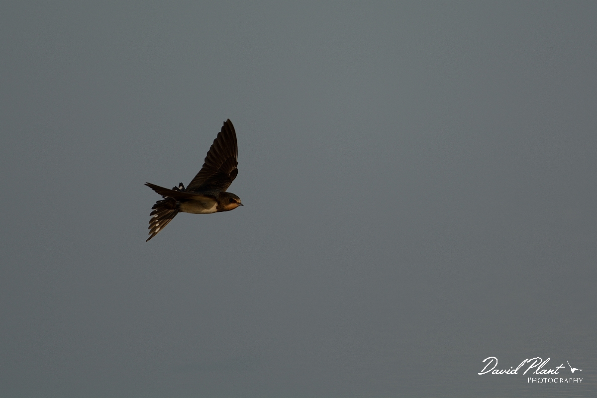 David Plant Photography - Wildlife Photography - Swallow - C.jpg - Swallow - Norfolk