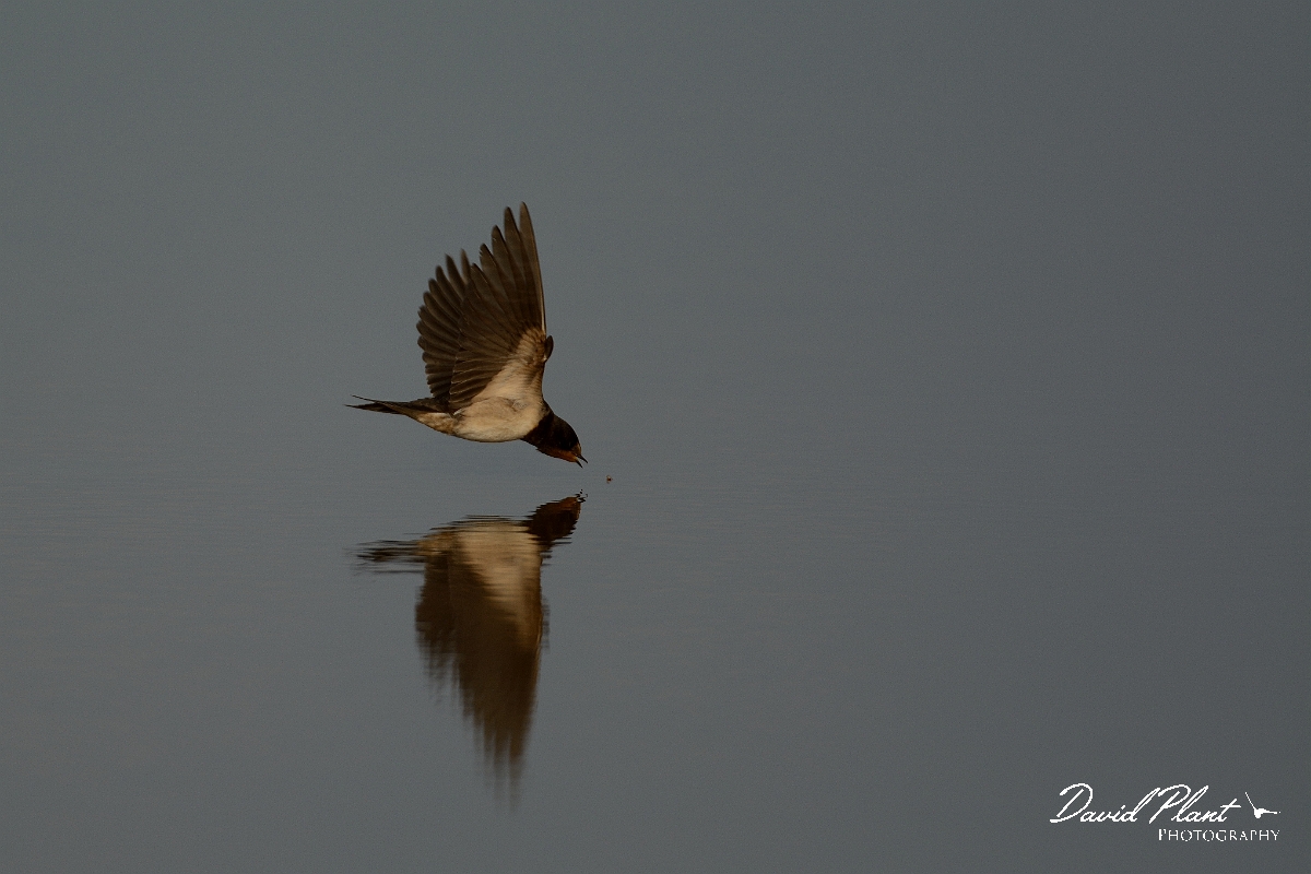 David Plant Photography - Wildlife Photography - Swallow - D.jpg - Swallow taking insect from water - Norfolk