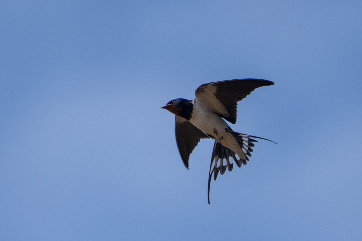 David Plant Photography - Wildlife Photography - Swallow - E.jpg - Swallow in flight - Cambridgeshire