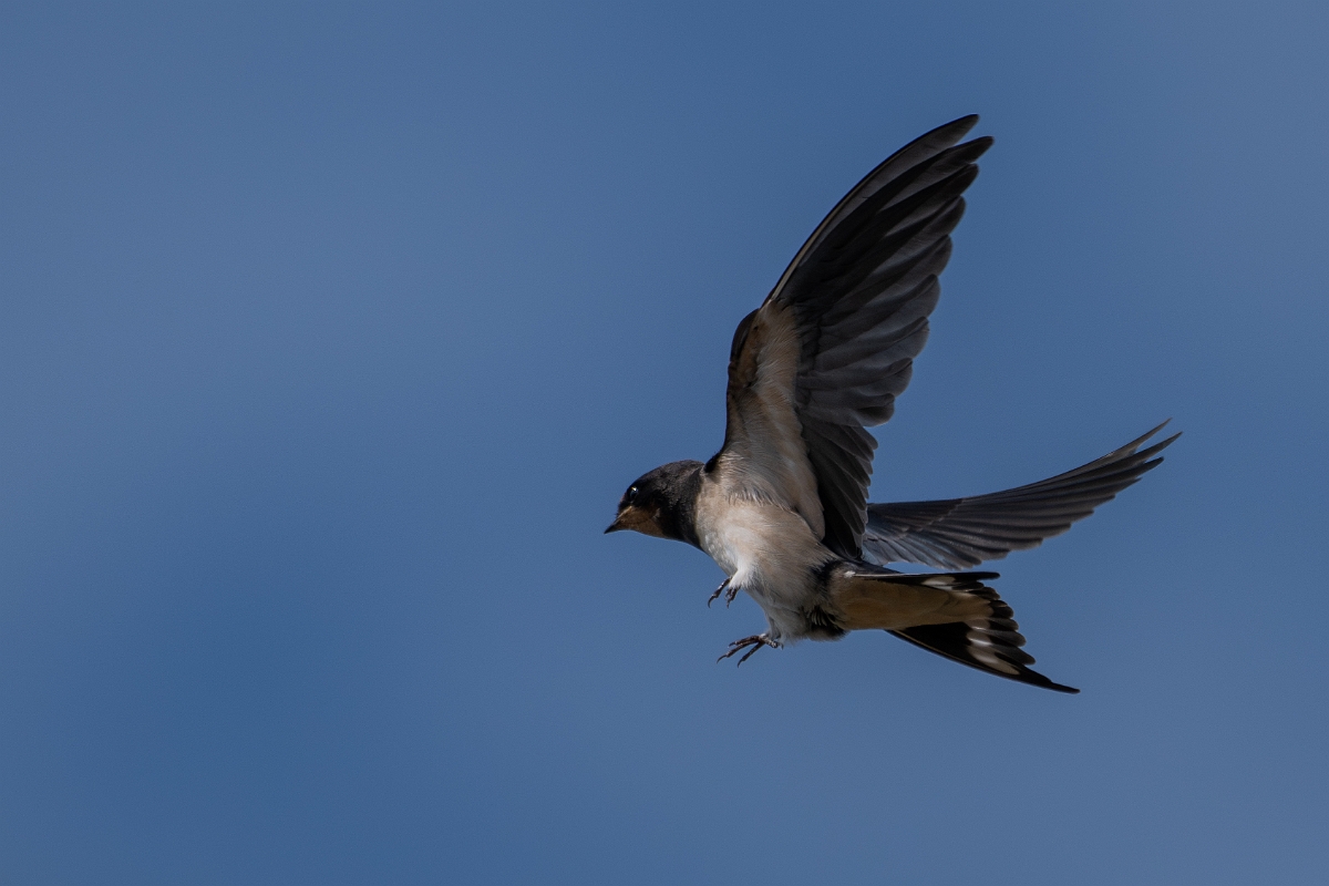 David Plant Photography - Wildlife Photography - Swallow - F.jpg - Swallow in flight - Cambridgeshire