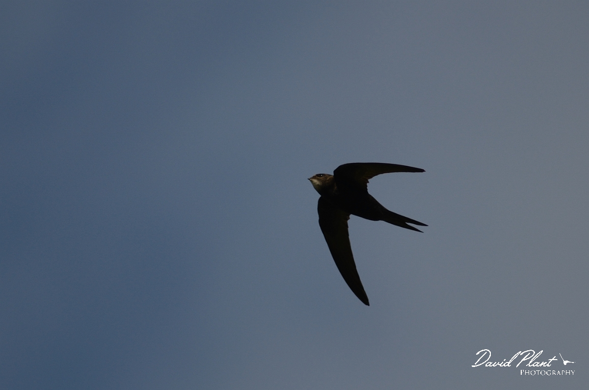 David Plant Photography - Wildlife Photography - Swift - A.jpg - Swift in flight - Oxfordshire