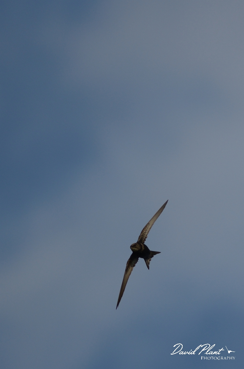 David Plant Photography - Wildlife Photography - Swift - B.jpg - Swift in flight - Oxfordshire