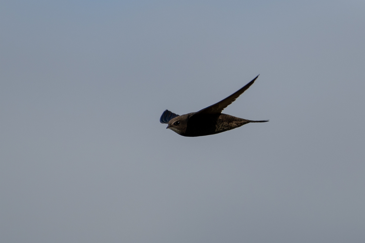 David Plant Photography - Wildlife Photography - Swift - C.jpg - Swift in flight - Norfolk