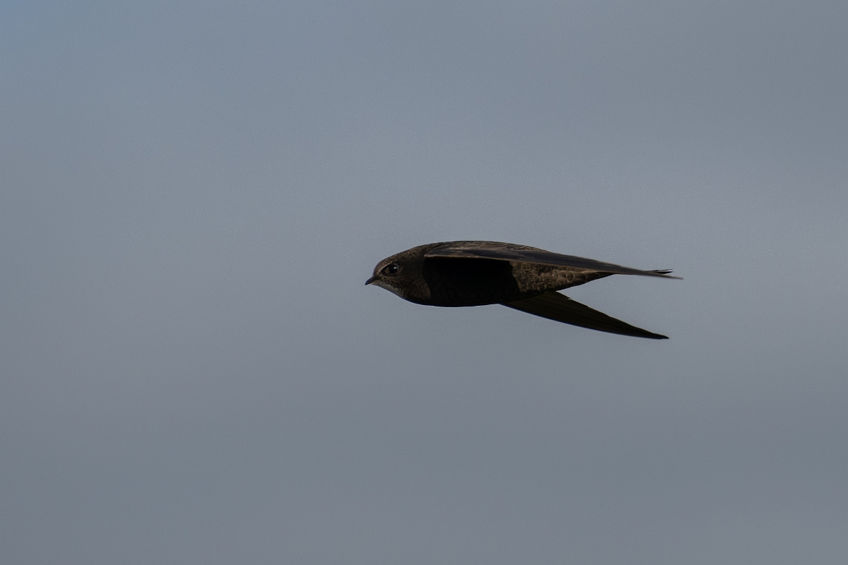 David Plant Photography - Wildlife Photography - Swift - D.jpg - Swift in flight - Norfolk