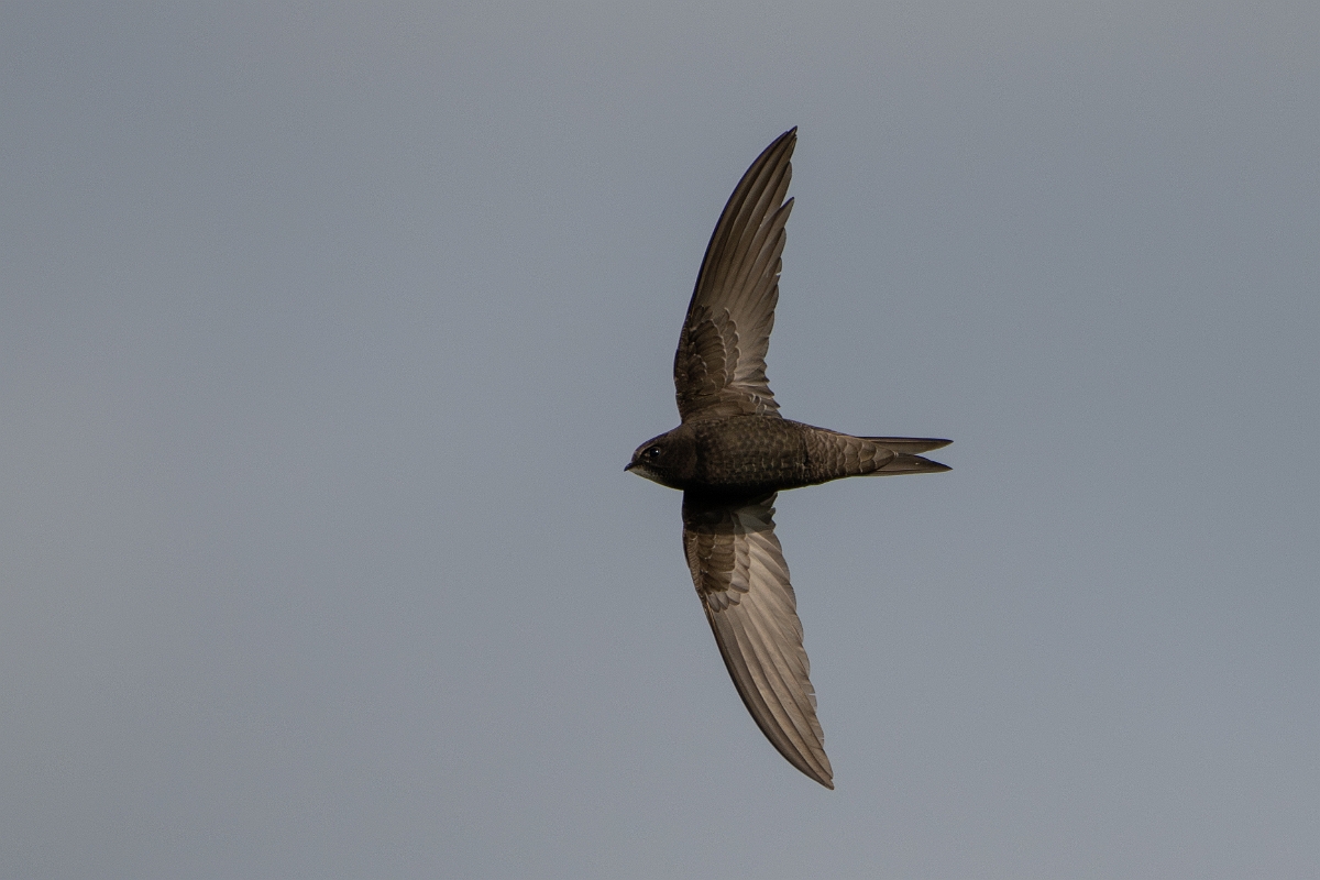 David Plant Photography - Wildlife Photography - Swift - G.jpg - Swift in flight - Norfolk