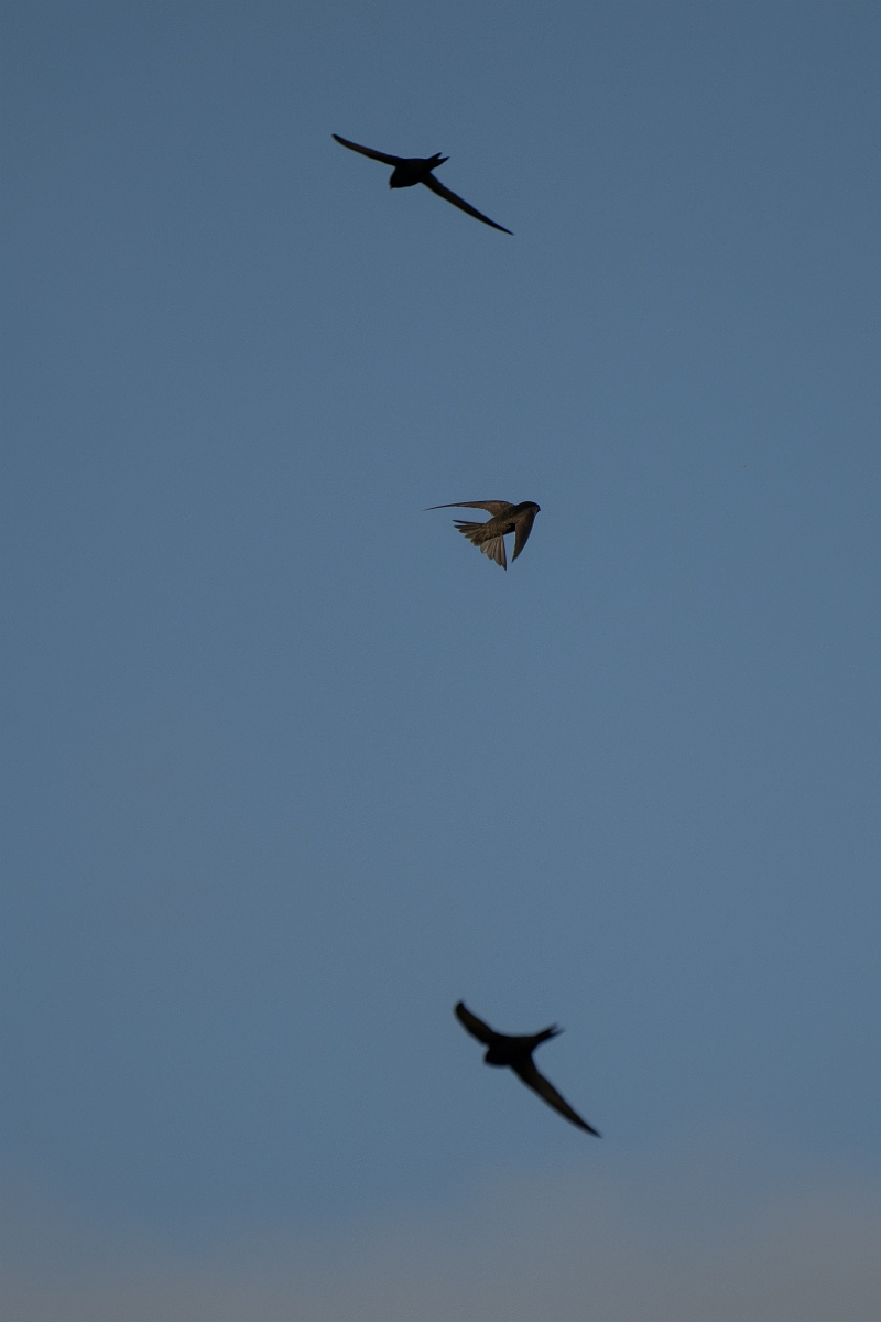 David Plant Photography - Wildlife Photography - Swift - H.jpg - Swift in flight - Norfolk