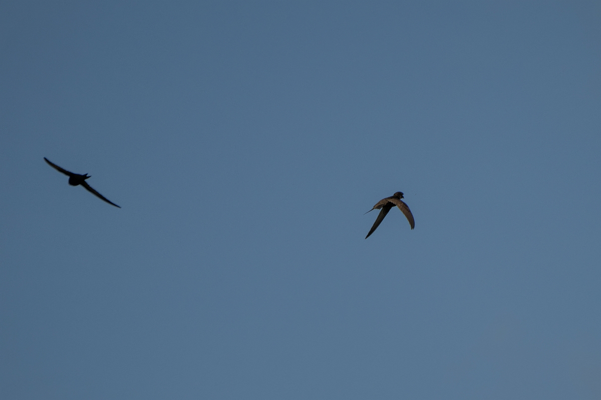David Plant Photography - Wildlife Photography - Swift - I.jpg - Swift in flight - Norfolk
