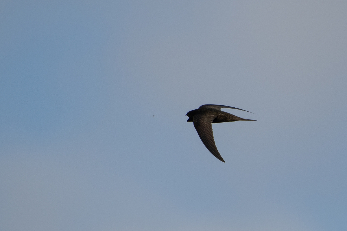 David Plant Photography - Wildlife Photography - Swift - J.jpg - Swift in flight - Norfolk