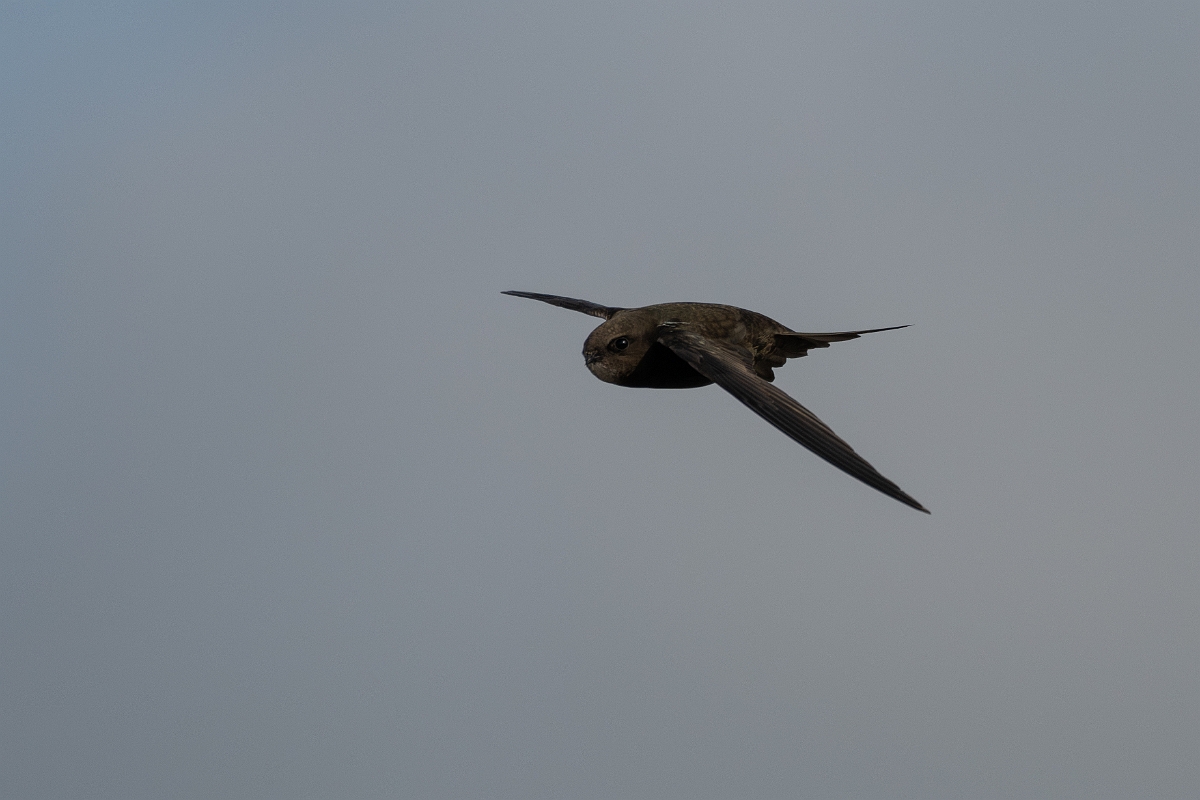 David Plant Photography - Wildlife Photography - Swift - L.jpg - Swift in flight - Norfolk