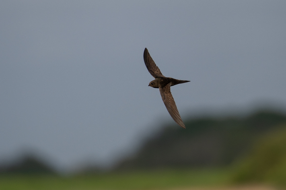David Plant Photography - Wildlife Photography - Swift - M.jpg - Swift in flight - Norfolk