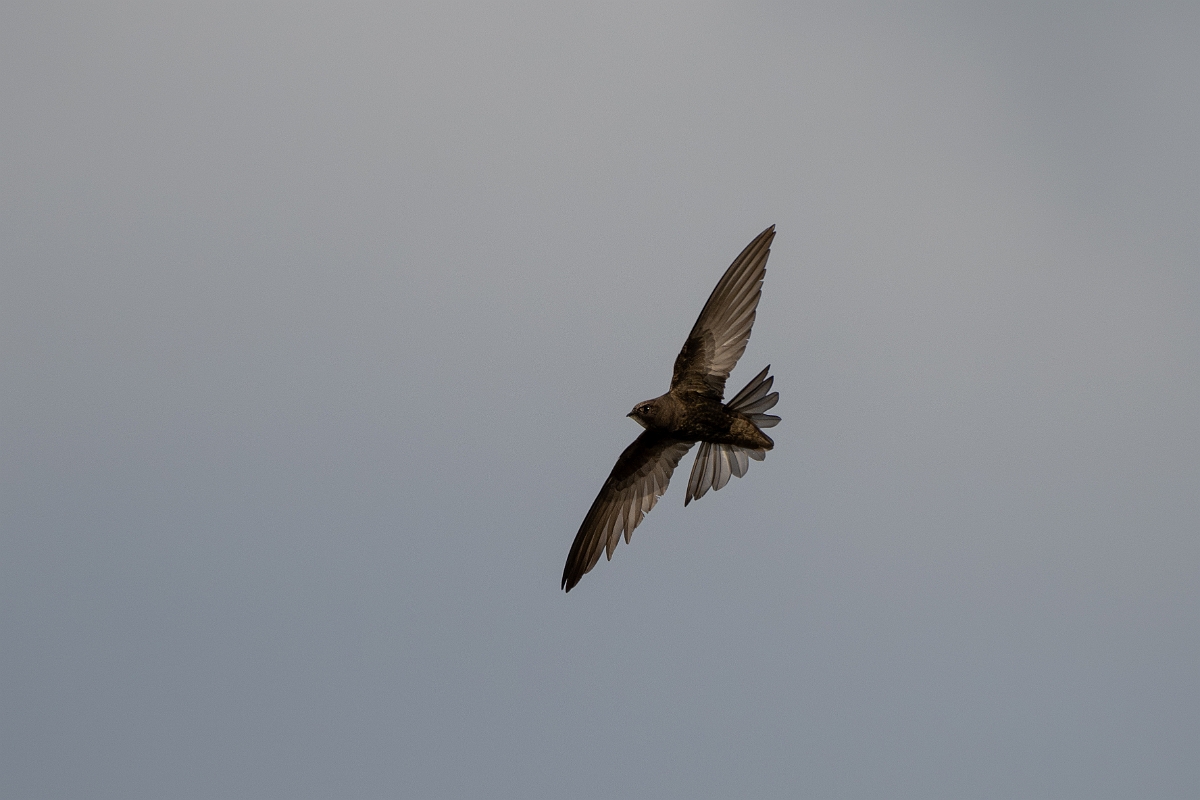 David Plant Photography - Wildlife Photography - Swift - N.jpg - Swift in flight - Norfolk
