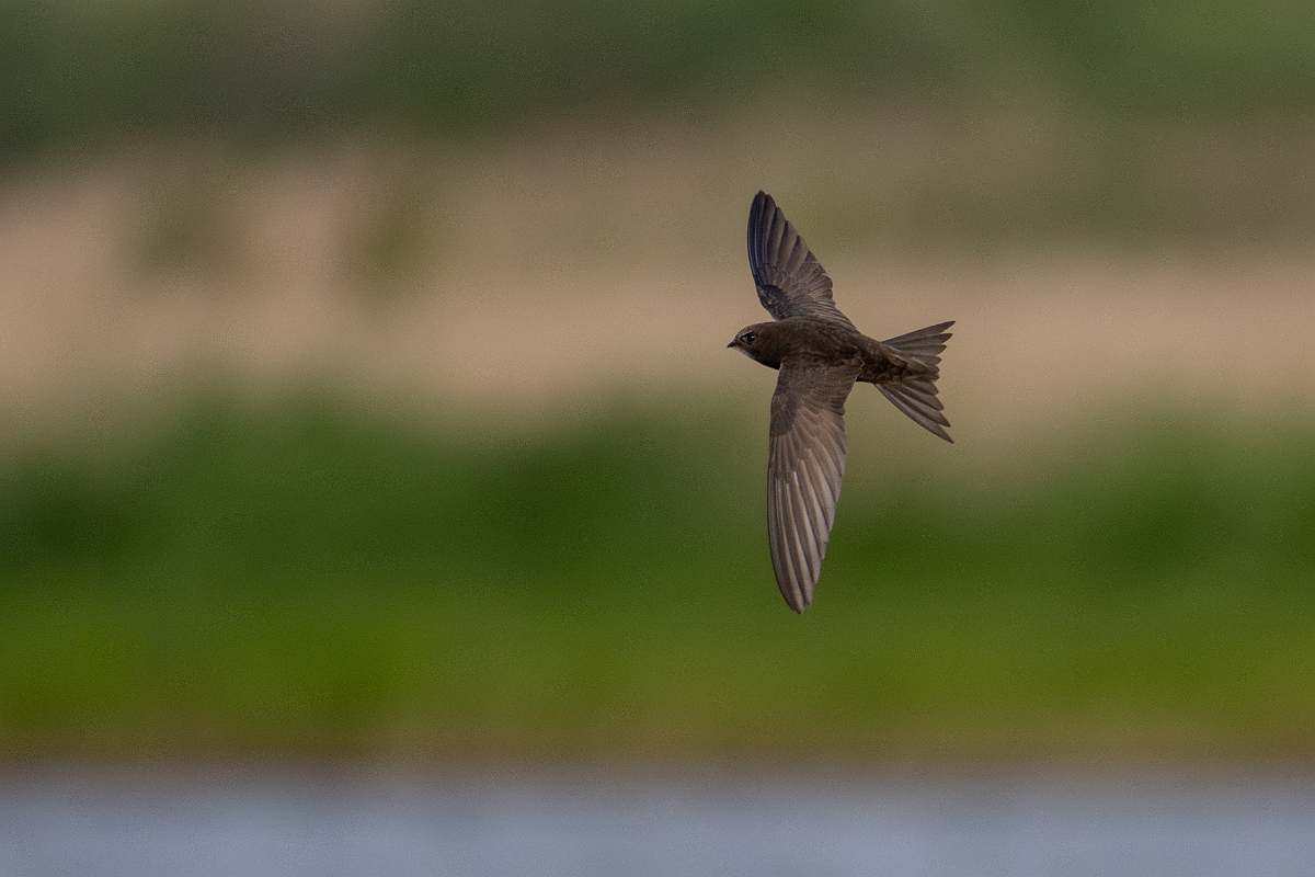 David Plant Photography - Wildlife Photography - Swift - P.jpg - Swift in flight - Norfolk