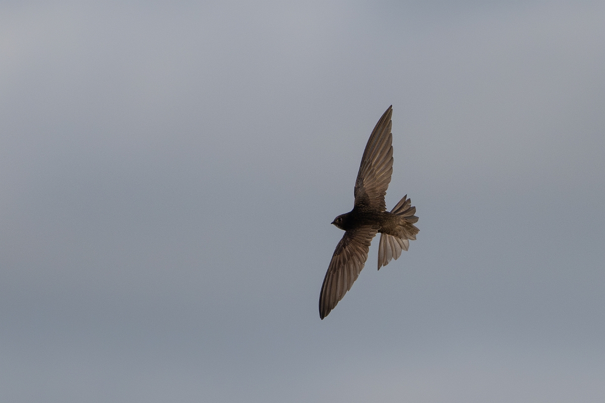 David Plant Photography - Wildlife Photography - Swift - R.jpg - Swift in flight - Norfolk