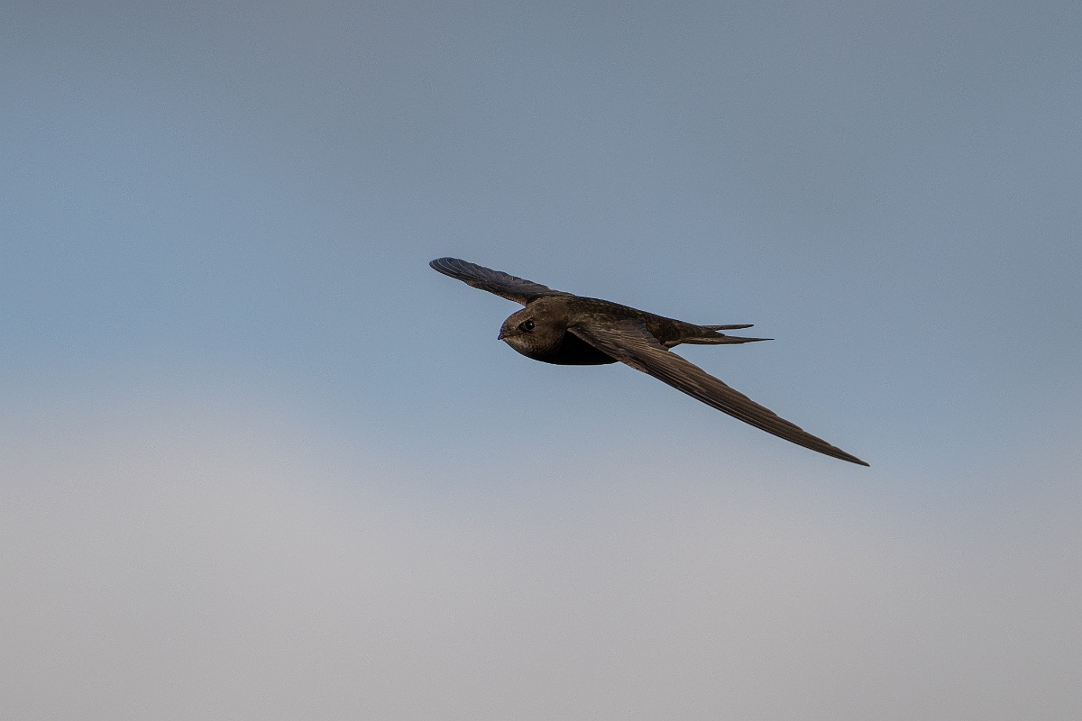 David Plant Photography - Wildlife Photography - Swift - S.jpg - Swift in flight - Norfolk