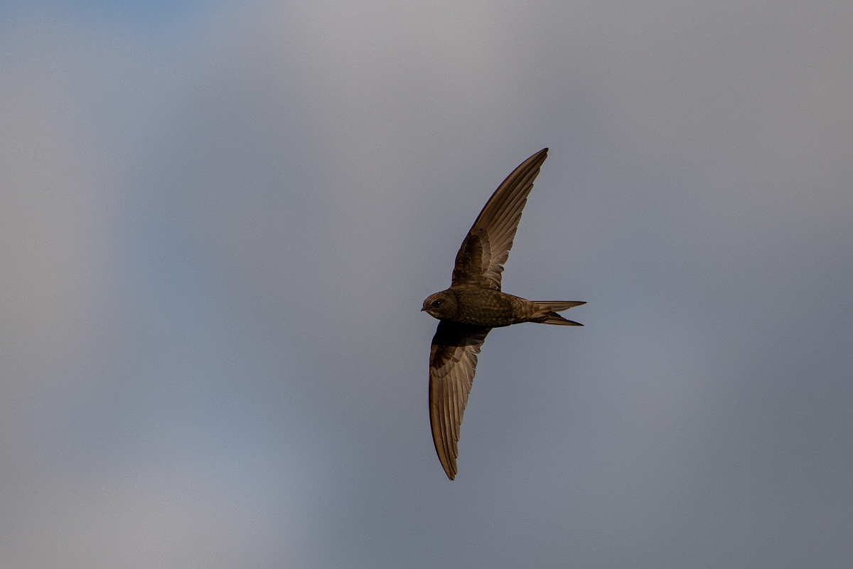 David Plant Photography - Wildlife Photography - Swift - T.jpg - Swift in flight - Norfolk