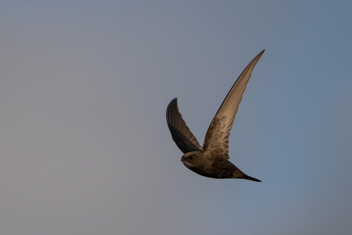 David Plant Photography - Wildlife Photography - Swift - U.jpg - Swift in flight - Norfolk