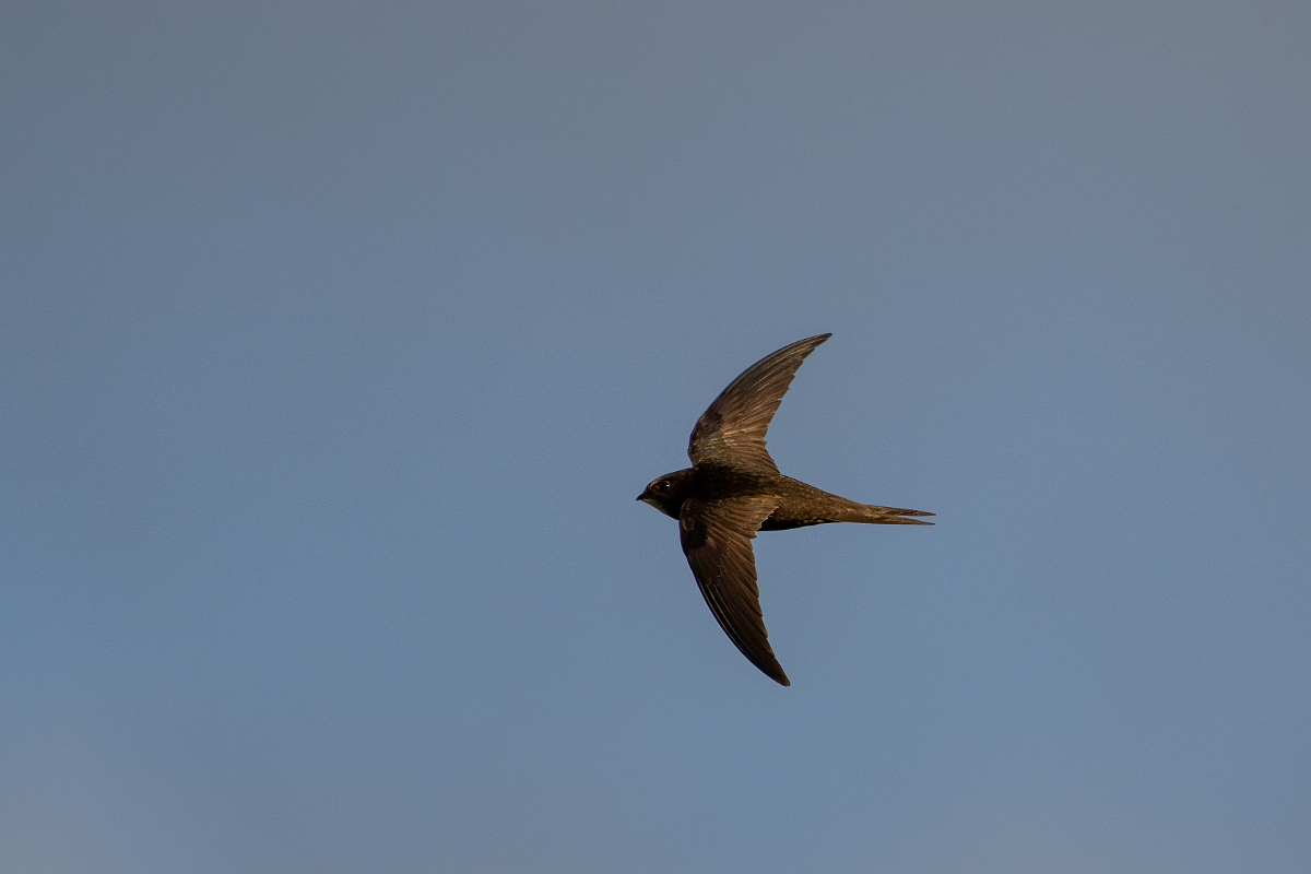 David Plant Photography - Wildlife Photography - Swift - V.jpg - Swift in flight - Norfolk