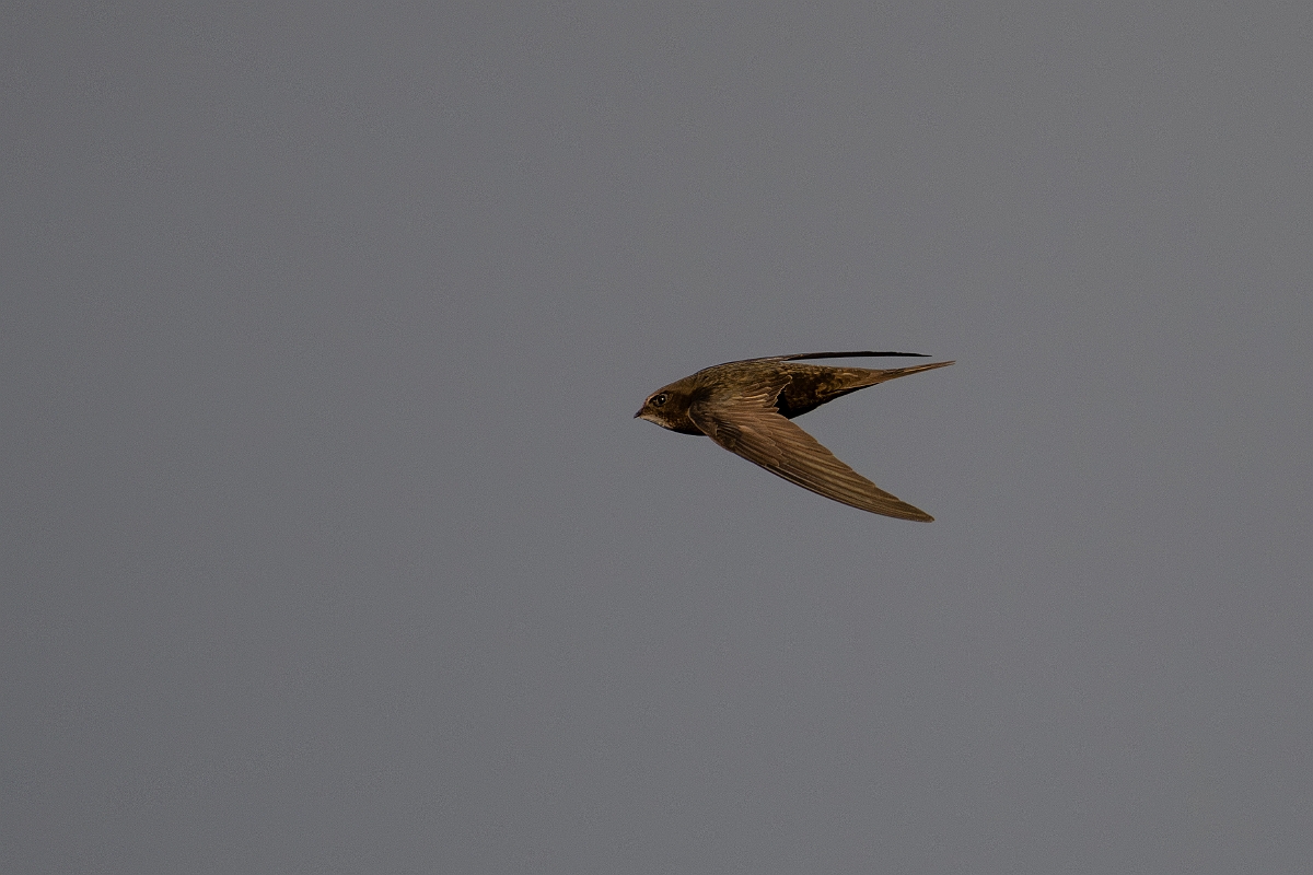 David Plant Photography - Wildlife Photography - Swift - W.jpg - Swift in flight - Norfolk