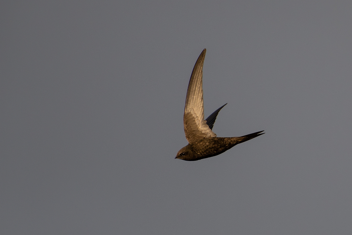 David Plant Photography - Wildlife Photography - Swift - Y.jpg - Swift in flight - Norfolk