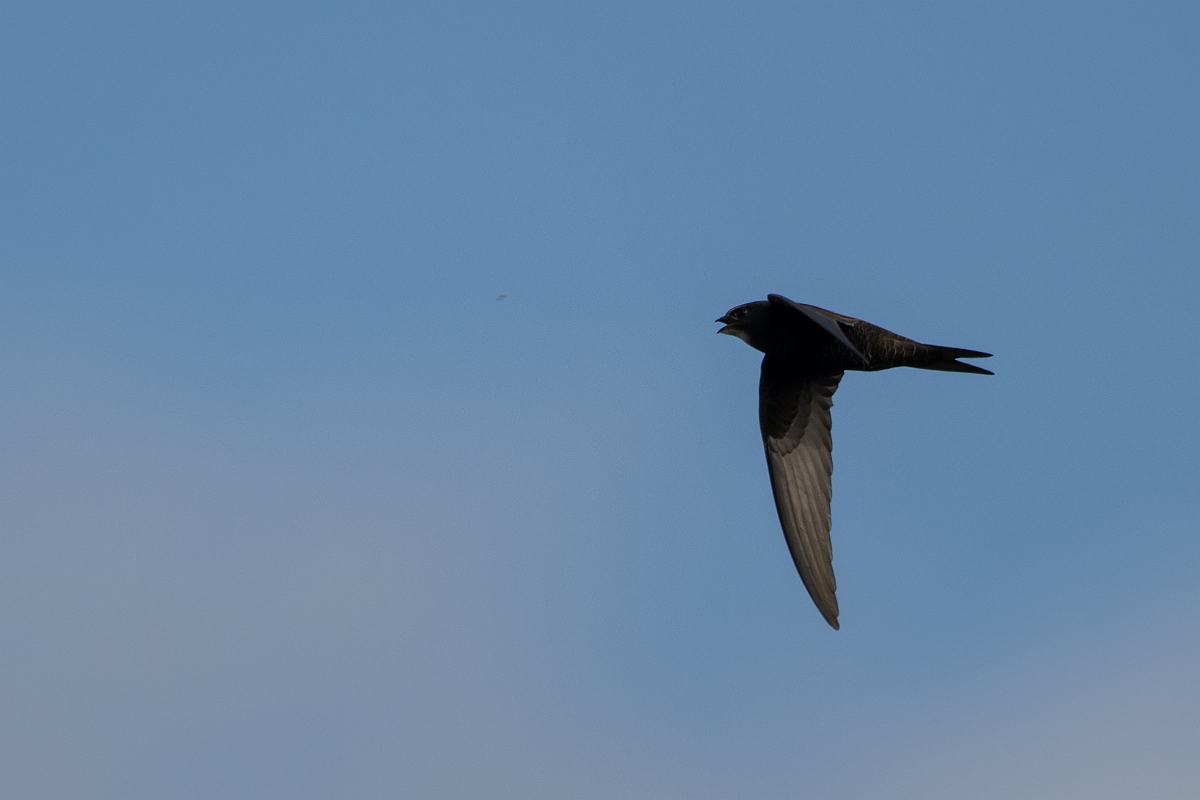 David Plant Photography - Wildlife Photography - Swift -E.jpg - Swift in flight - Norfolk