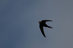 David Plant Photography - Wildlife Photography - Swift - A
