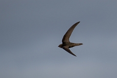 David Plant Photography - Wildlife Photography - Swift - K