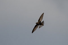 David Plant Photography - Wildlife Photography - Swift - N