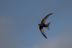 David Plant Photography - Wildlife Photography - Swift - Q