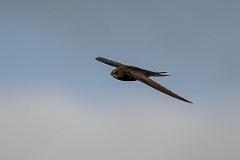 David Plant Photography - Wildlife Photography - Swift - S