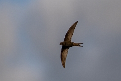 David Plant Photography - Wildlife Photography - Swift - T