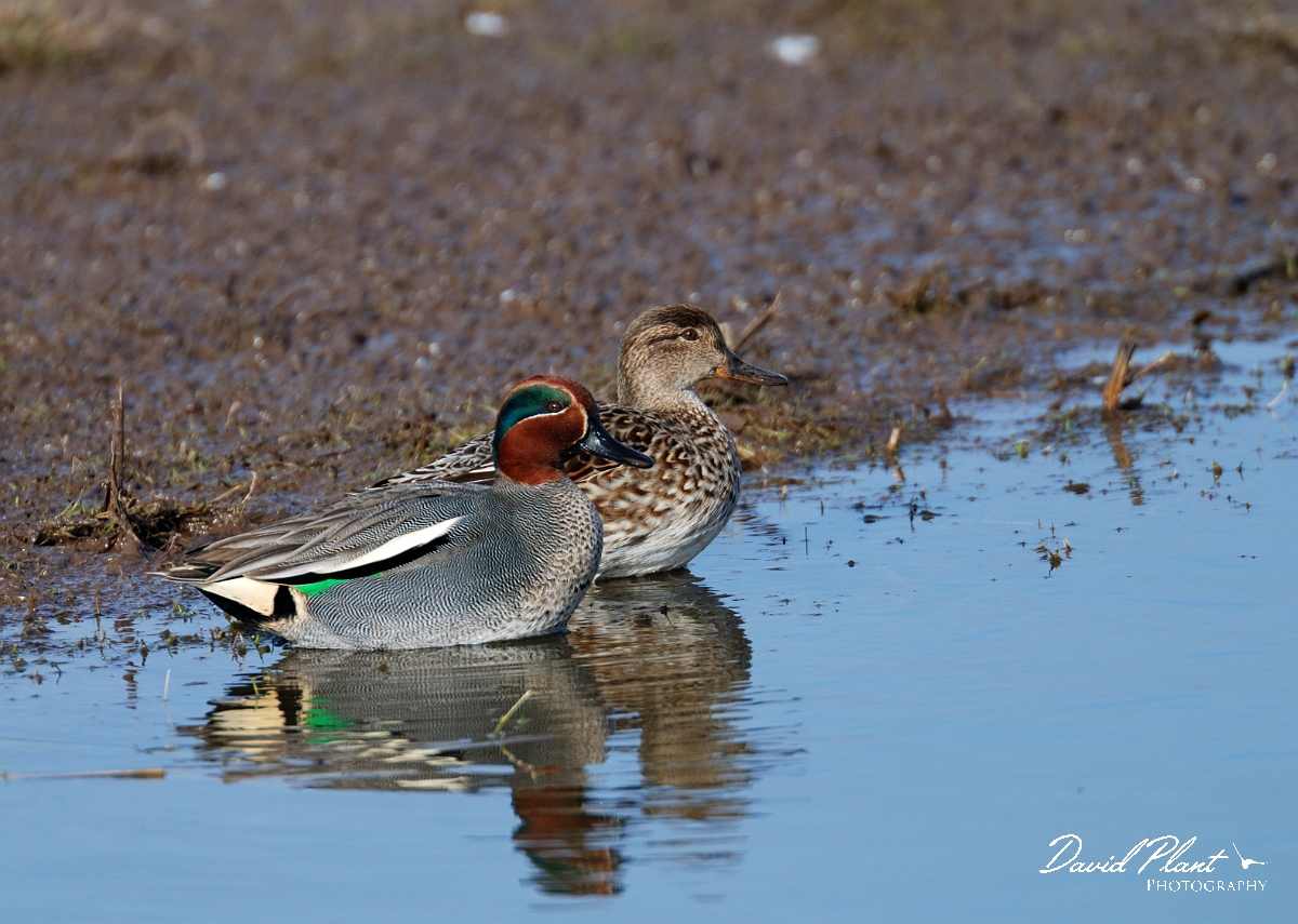 David Plant Photography - Wildlife Photographer - Teal - A.jpg - Teal, male and female - Slimbridge