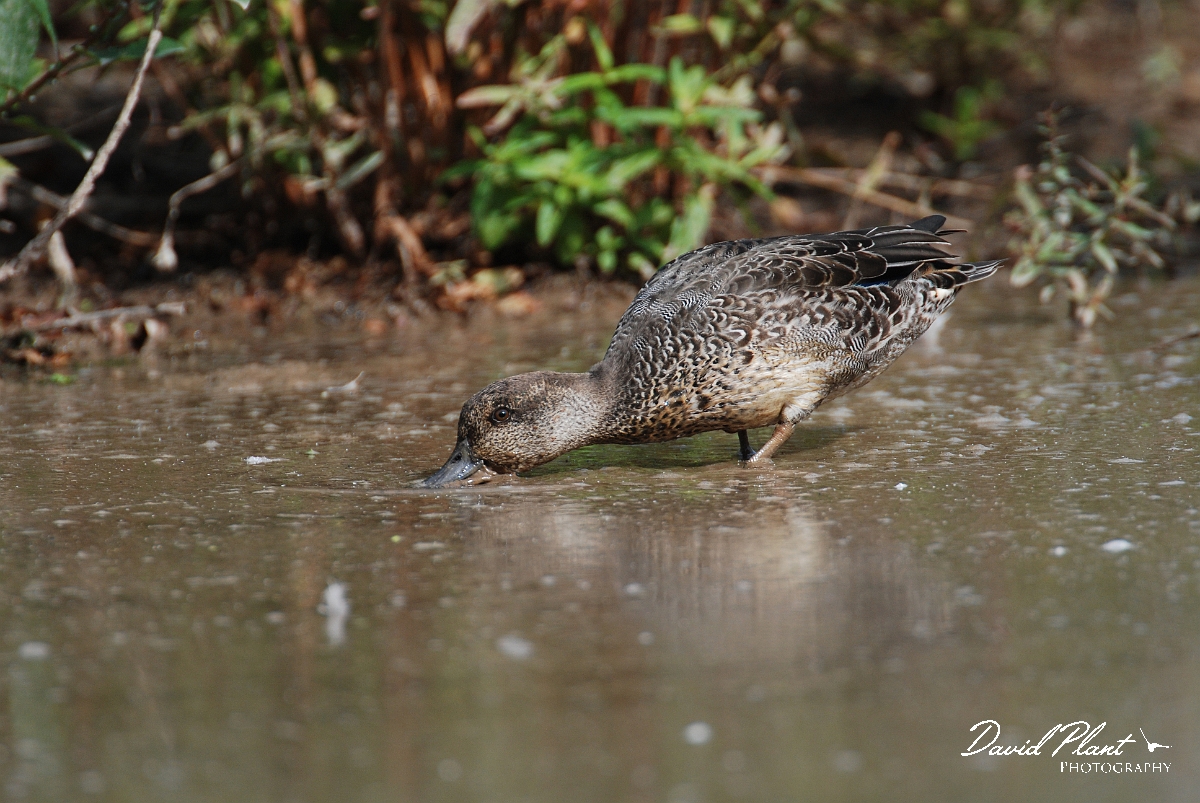 David Plant Photography - Wildlife Photographer - Teal female - B.JPG - Teal, female - Slimbridge