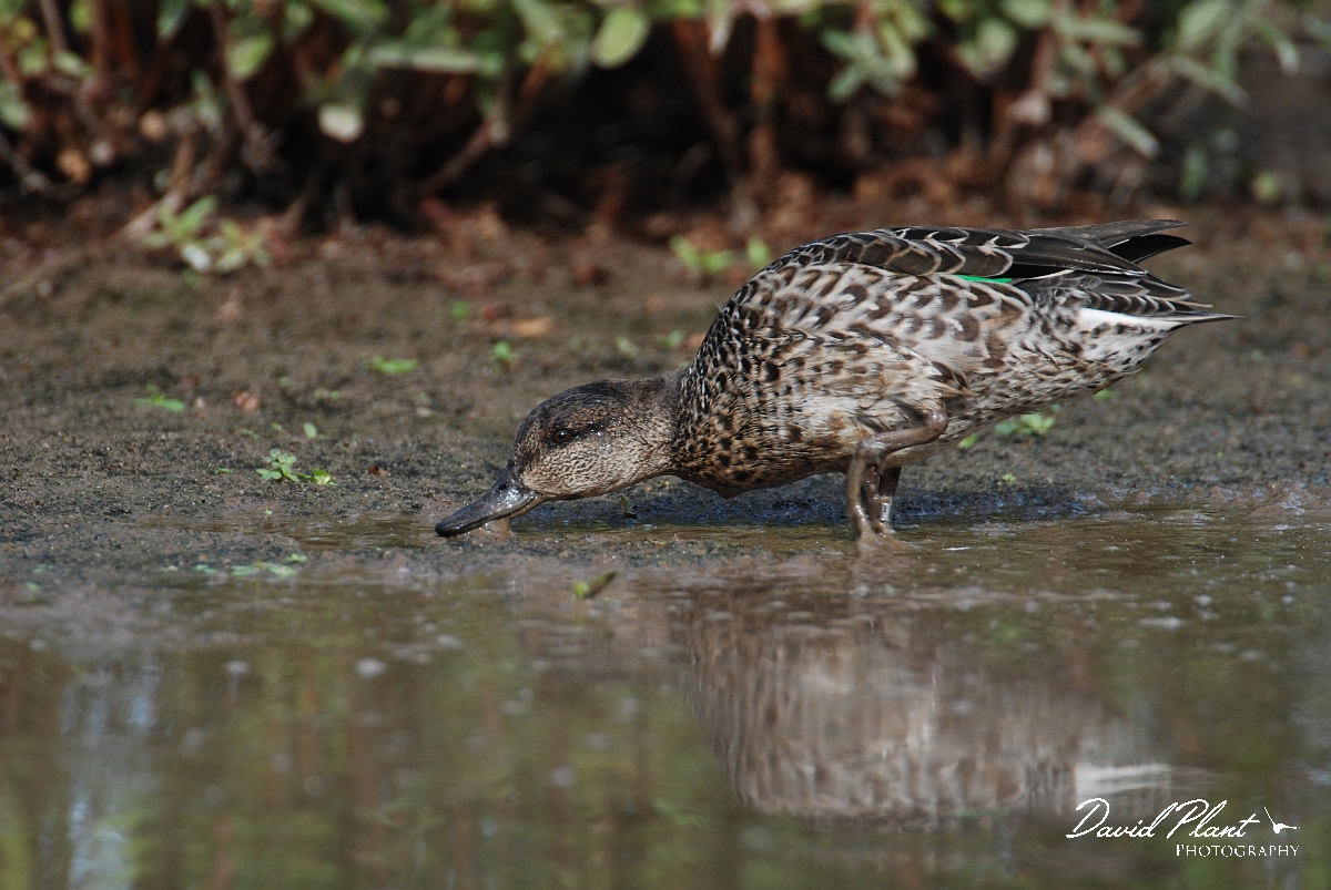 David Plant Photography - Wildlife Photographer - Teal female - C.JPG - Teal, female - Slimbridge