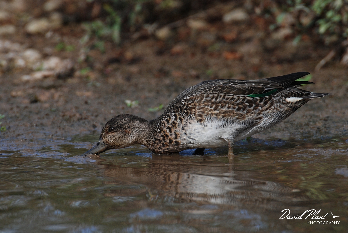 David Plant Photography - Wildlife Photographer - Teal female - E.JPG - Teal, female - Slimbridge